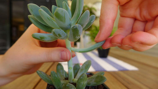 Planting and Caring for Succulents
