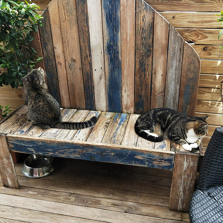 Cats to the Rescue! – The Cat Cuddle Café